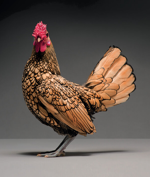 Maybe the Most Beautiful Photos Chicken | and NEW of Ideas Innovations